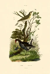 Waldlaubsänger